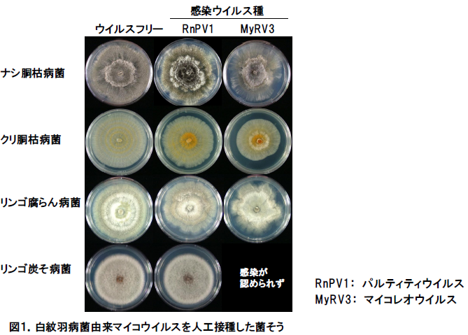 白紋羽病菌由来マイコウイルスを人工接種した菌そう