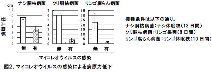 マイコレオウイルスの感染による病原力低下