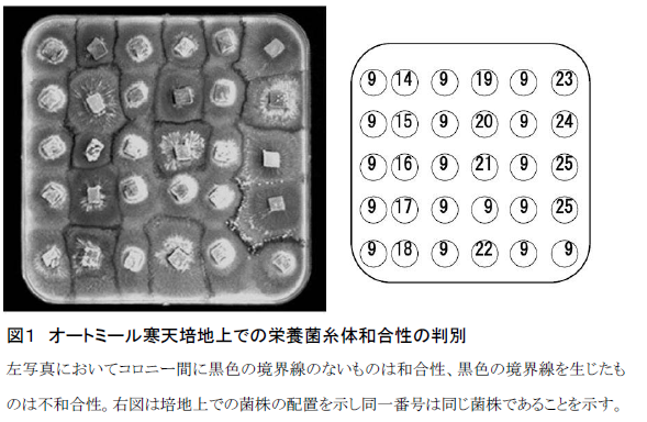 オートミール寒天培地上での栄養菌糸体和合性の判別
