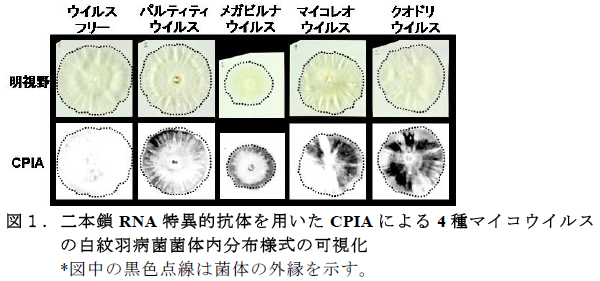 二本鎖RNA 特異的抗体を用いたCPIA による4 種マイコウイルス の白紋羽病菌菌体内分布様式の可視化