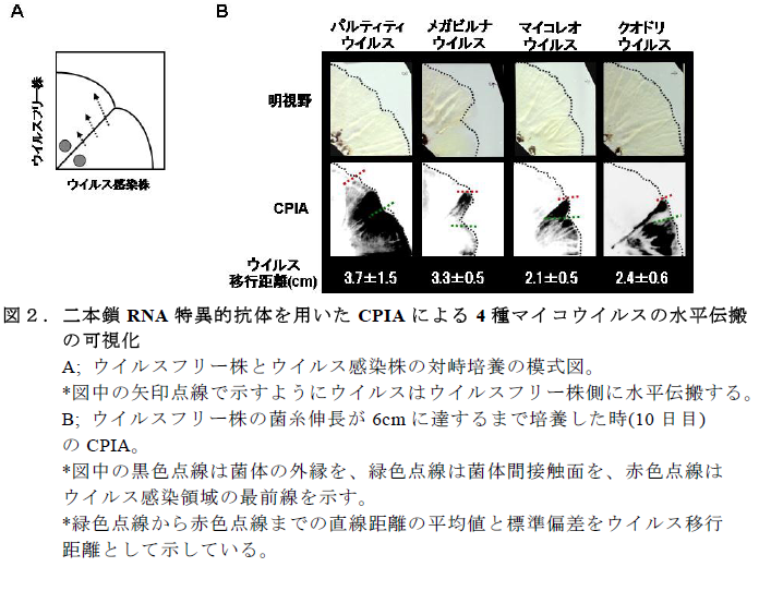 二本鎖RNA 特異的抗体を用いたCPIA による4 種マイコウイルスの水平伝搬 の可視化