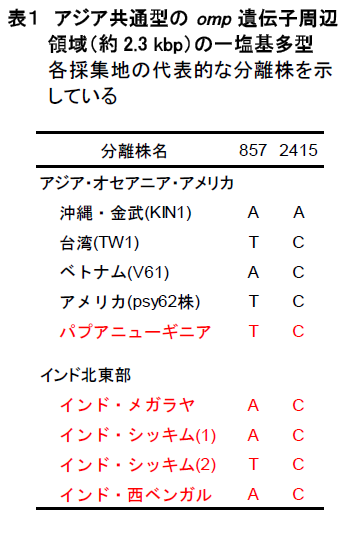 アジア共通型のomp 遺伝子周辺 領域(約2.3 kbp)の一塩基多型 各採集地の代表的な分離株を示 している
