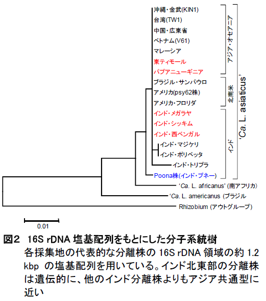 16S rDNA 塩基配列をもとにした分子系統樹