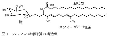 図1 スフィンゴ糖脂質の構造例