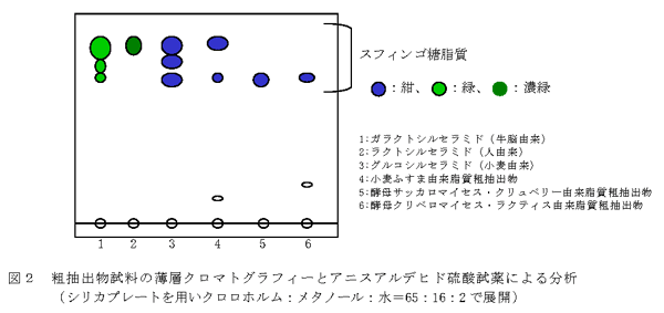 図2 粗抽出物試料の薄層クロマトグラフィーとアニスアルデヒド硫酸試薬による分析