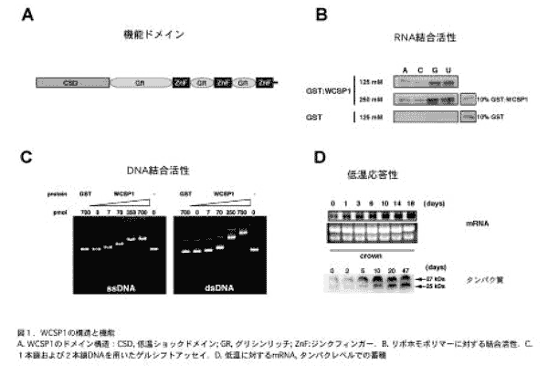 図1 WCSP1の構造と機能