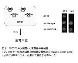 図2 WCSP1の大腸菌csp変異株の構造と機能