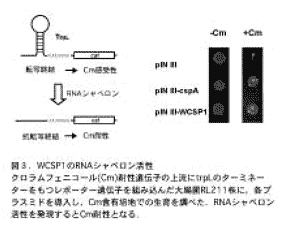 WCSP1のRNAシャペロン活性