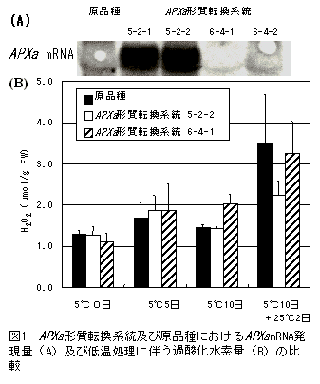 図1 APXa形質転換系統及び原品種におけるAPXa発現量(A)及び低温処理に伴う過酸化水素量(B)の比較