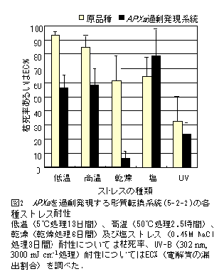 図2 APXaを過剰発現する形質転換系統(5-2-2)の各種ストレス耐性