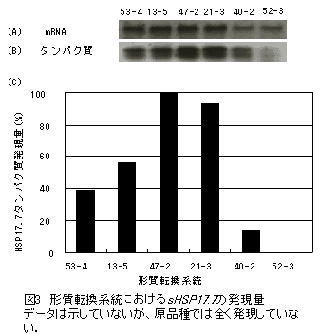 図3 形質転換系統におけるsHSP17.7の発現量