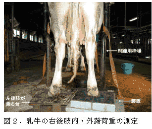 図2.乳牛の右後肢内・外蹄荷重の測定