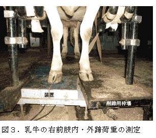 図3.乳牛の右前肢内・外蹄荷重の測定