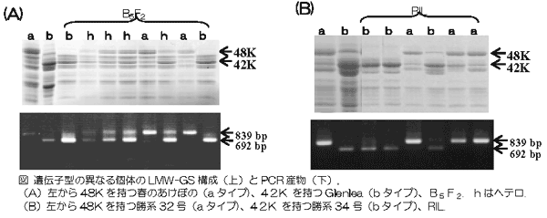 図 遺伝子型の異なる個体のLMW-GS構成(上)とPCR産物(下)。