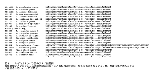 図1 コムギTad1タンパク質のアミノ酸配列