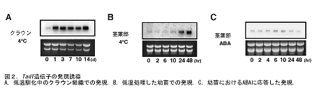 図2 Tad1遺伝子の発現誘導