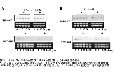 図3 メチルジャスモン酸及びサリチル酸処理によるTad1発現の変化