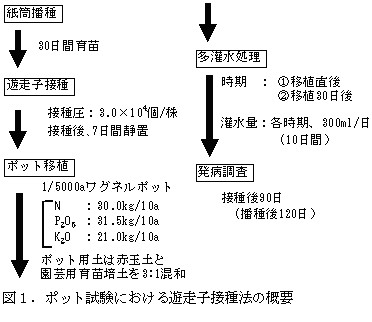 図1.ポット試験における遊走子接種法の概要