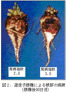 図2.遊走子接種による根部の病徴