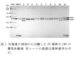図1 北海道の畑地から分離したPO菌株のCWPの電気泳動像 各レーンの数値は菌株番号を示す。