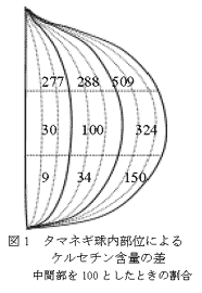 図1 タマネギ球内部位によるケルセチン含量の差