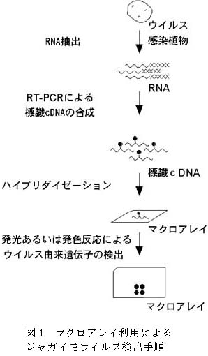 図1.マクロアレイ利用によるジャガイモウイルス検出手順