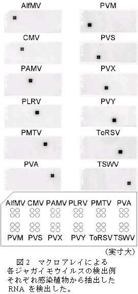 図2.マクロアレイによる各ジャガイモウイルスの検出例それぞれ感染植物から抽出したRNAを検出した。