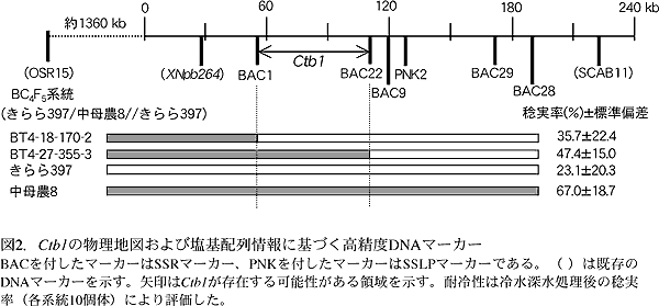 図2.Ctb1の物理地図および塩基配列情報に基づく高精度DNAマーカー