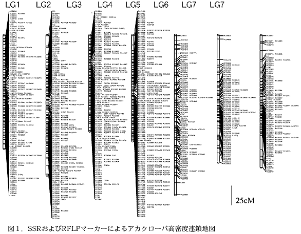 図1.SSRおよびRFLPマーカーによるアカクローバ高密度連鎖地図