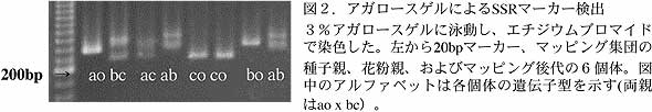 図2.アガロースゲルによるSSRマーカー検出