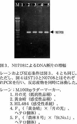 図3.N0708によるDNA断片の増幅