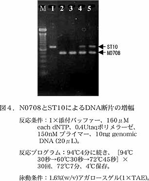 図4.N0708とST10によるDNA断片の増幅