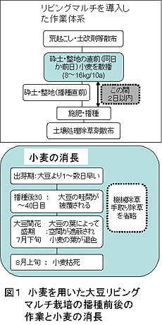 図1 小麦を用いた大豆リビング マルチ栽培の播種前後の 作業と小麦の消長