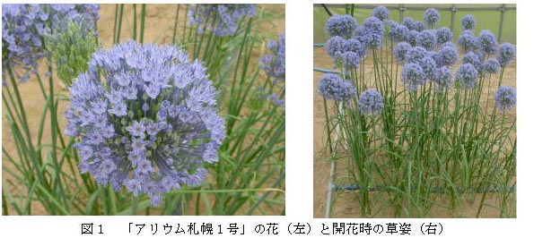 図1 「アリウム札幌1号」の花(左)と開花時の草姿(右)