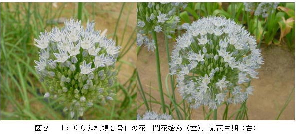 図2 「アリウム札幌2号」の花開花始め(左)、開花中期(右)
