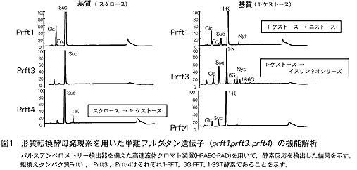 図1 形質転換酵母発現系を用いた単離フルクタン遺伝子(prft1,prft3, prft4)の機能解析