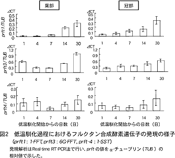 図2 低温馴化過程におけるフルクタン合成酵素遺伝子の発現の様子