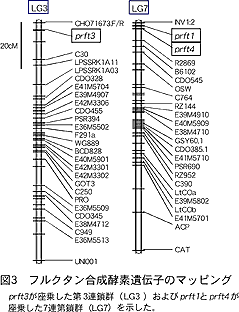 図3 フルクタン合成酵素遺伝子のマッピング