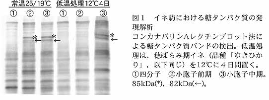 図1 イネ葯における糖タンパク質の発現解析