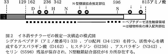 図2 イネ葯サチラーゼの推定一次構造の模式図