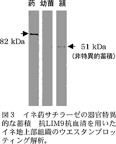 図3 イネ葯サチラーゼの器官特異的な蓄積