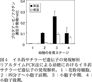 図4 イネ葯サチラーゼ遺伝子の発現解析