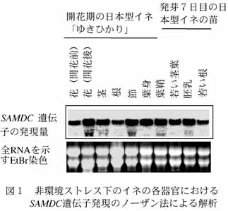 図1 非環境ストレス下のイネの各器官におけるSAMDC遺伝子発現のノーザン法による解析
