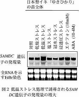 図2 低温ストレス処理で誘導されるSAMDC遺伝子の発現量の増大