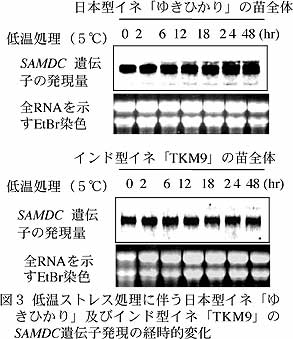 図3 低温ストレス処理に伴う日本型イネ「ゆきひかり」及びインド型イネ「TKM9」のSAMDC遺伝子発現の経時的変化