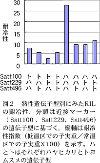 図2 熟性遺伝子型別にみたRILの耐冷性.