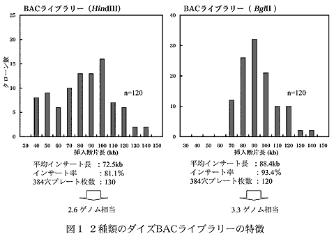 図1 2種類のダイズBACライブラリーの特徴