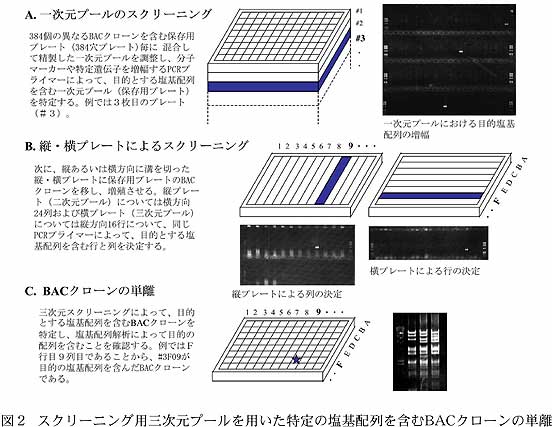 図2  スクリーニング用三次元プールを用いた特定の塩基配列を含むBACクローンの単離