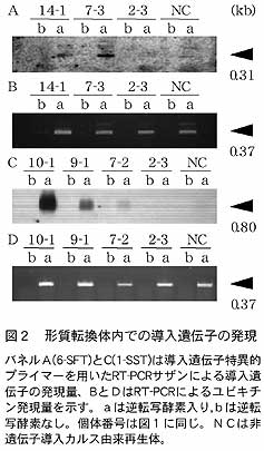 図2 形質転換体内での導入遺伝子の発現