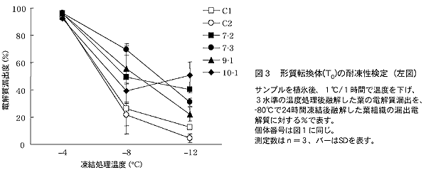 図3 形質転換体(T0)の耐凍性検定